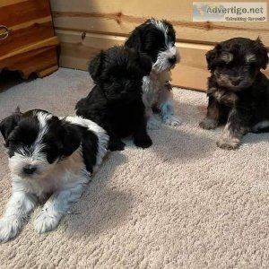 Cute and adorable Schnauzer puppies for sale