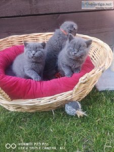 Scottish Fold Kittens for sale