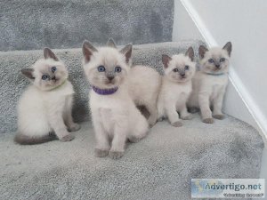 Quality Siamese Kittens Available for Sale