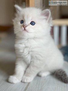 Ragdoll kittens for sale