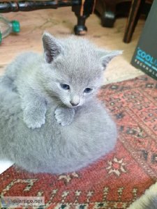 Russian Blues Kitten For Sale