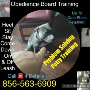 Obedience commands guarantee verbal