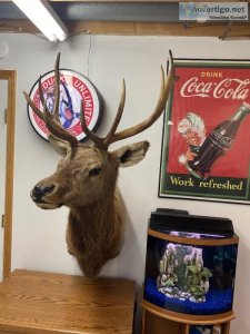 Beautiful Elk Mount