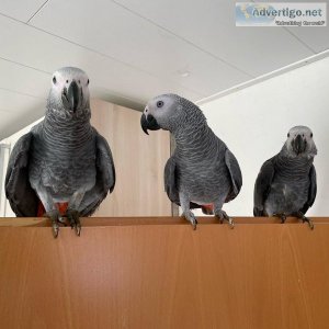 Best african grey parrot breeders in montreal