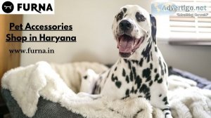 Pet accessories shop in haryana