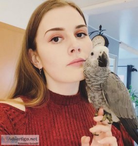 Well tamed african grey parrots for adoption