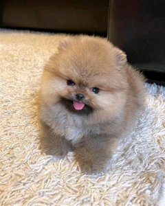 Pomeranian puppies