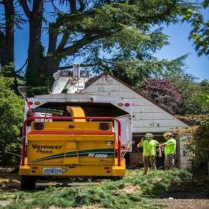 Expert Tree Trimming Services From Associated Arborist