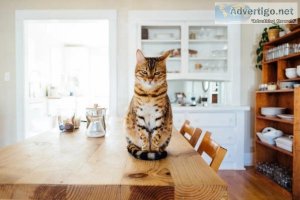 5 Preventative Essentials for Pets - Veterinarian Waterdown ON