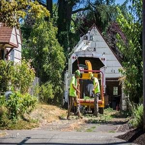 Premium Tree Service In The Greater Missoula Montana Area