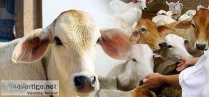 Cow Protection Service In Andhra Pradesh  Goseva