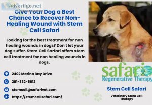 Give Your Dog a Best Chance to Recover Non-Healing Wound with St