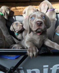 Ikc registered weimaraner puppies for sale