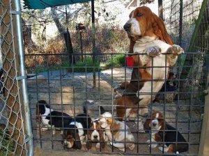 Purebred basset hound puppies forsale