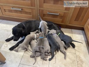 Quality ikc reg silver labrador pups ready to go