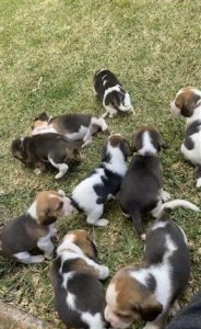 Pedigree queen elizabeth pocket beaglee pups for sale