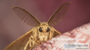 Moth control brighton