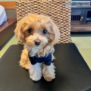 Cute maltipoo puppies ready