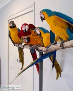 Blue and gold macaws parrots