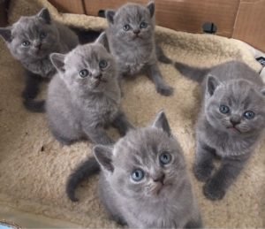 Fresh british shorthair kittens