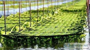 Global commercial seaweeds market share, size, trends, growth, a