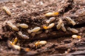 Termite control services in noida