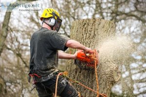 When to say goodbye to trees: signs it s time for tree removal