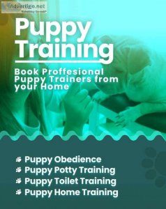 Puppy training in bangalore - mr n mrs pet