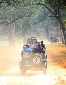 Jim corbett safari booking