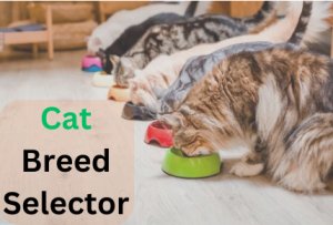 The 10 most famous cat breeds selector