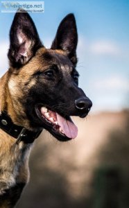 Find your companion: golden malinois puppies for adoption