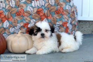 Top quality lined shih tzu ready for new homes near me