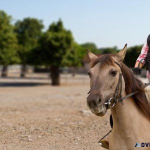 Horse Riding Classes Bangalore  Zippy