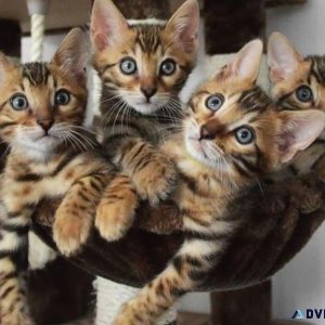 Your Bengal kittens