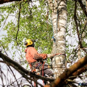 How to Find a Trusted Arborist