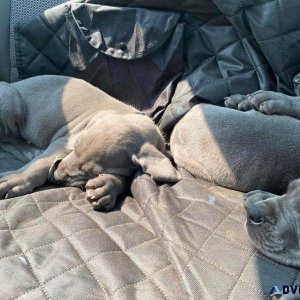 Healthy Great dane puppies available now