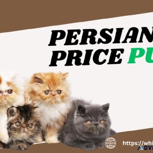 Persian Cat Price Pune  Comprehensive Guide 2023