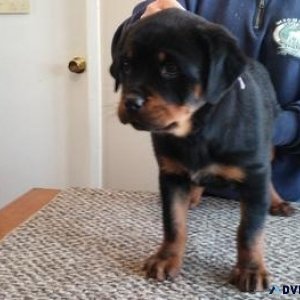 lumbering every German rottweiler puppies for Sale