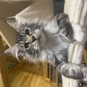 Beautiful Maine Coon Kittens