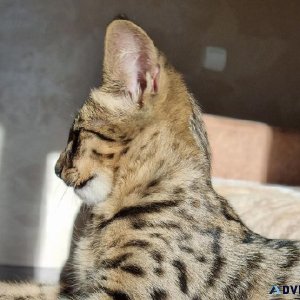 savannah cat for adoption