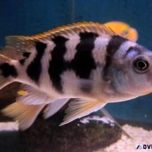 Special 6 African Cichlid Mbuna Thick Bar Chitimba