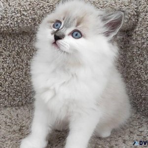 Beautiful Ragdoll kittens for sale