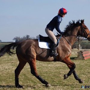 Horse riding classes Bangalore  Zippy