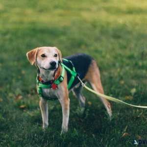 Strap In Style Trendy Dog Harnesses for Every Pup