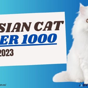 Affordable Unveiling Persian Cat Under 1000 in India 2023