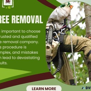 Trusted and Qualified Tree Removal Company