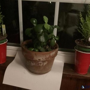 Money plant