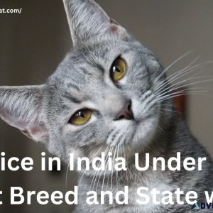 Cat Price in India Under 2000