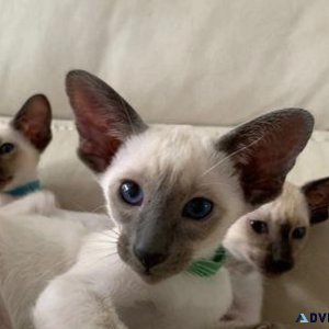 Siamese kittens ready for forever homes