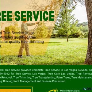 Tree Trimming Las Vegas  Tree Trimmers Las Vegas